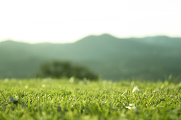 Defocused mountain landscape with focused grass foreground