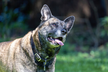 close up of expressive dog in yard