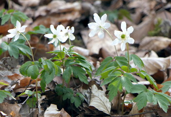Buschwindröschen im Wald