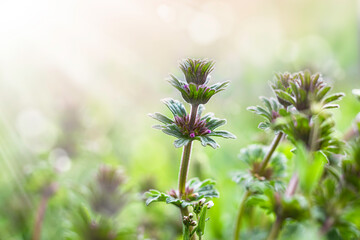 Spring or summer floral background. Wildflowers in the rays of the sun in the meadow.