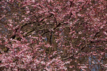 Rosa Kirschblüten auf  Baumzweigen, Hintergrundbild
