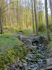 kleiner Bach in einem Wald