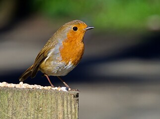 Robin in Rozelle Park Ayr