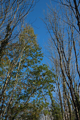 Autumn day in the forest