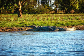  freshwater crocodile (Crocodylus johnsoni)