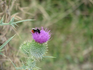 Bee on thistle in the summer day