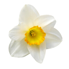 Naklejka na ściany i meble White daffodil on white isolated background. Nature photo.