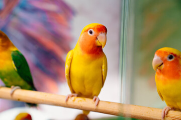 Fototapeta na wymiar lovebird parrot. birds are inseparables. large, colorful, beautiful parrots. 