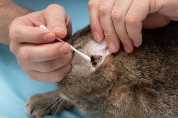 the owner conducts hygiene procedures with the cat. Cat care. Close-up. Place for an inscription.