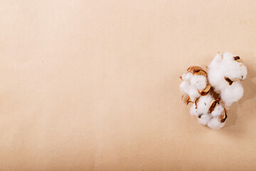 Dry cotton flower