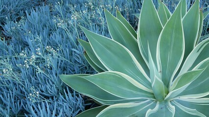 Blue agave leaves, succulent gardening in California, USA. Home garden design, yucca, century plant...