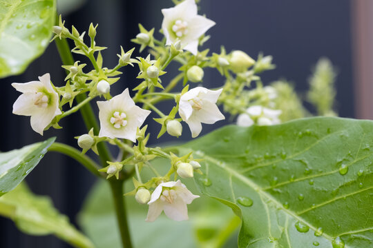 Vallaris glabra, white aroma flower
