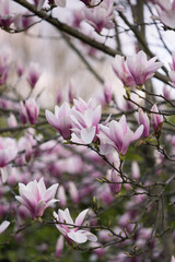 Magnolia, blado różowe kwiaty na gałęziach drzewa, wiosną © Joanna