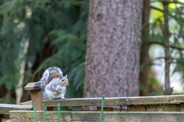 squirrel climbing around on fence and tree