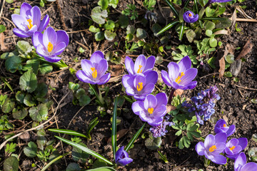 Diagonal line of purple flowers with yellow stamens. Beautiful Spring floral background.