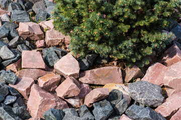 Green spruce on granite stones. Alpine natural background. Сopy space.