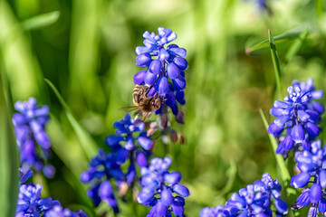 Bee on violet flower