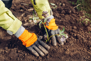 Planting hellebores flowers in spring garden. Gardener covers plant with soil