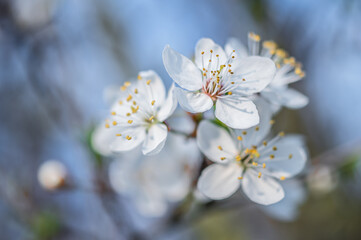 wiosenne kwitnące drzewa owocowe - obrazy, fototapety, plakaty