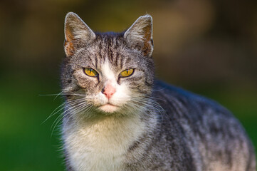 szary europejski kot domowy w ogrodzie