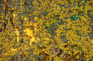 background metal surface with yellow-brown paint and fungal bloom