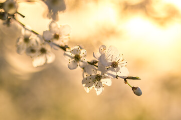 wiosenne kwitnące drzewa owocowe - obrazy, fototapety, plakaty