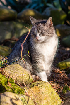 szary europejski kot domowy w ogrodzie