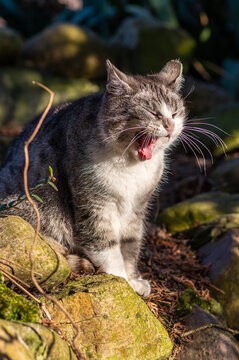 szary europejski kot domowy w ogrodzie