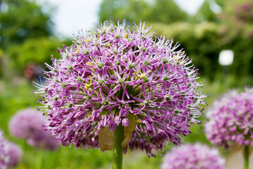 Purple color ornamental onion (Allium bulgaricum) in a botanical garden in Goettingen, Germany