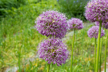 Purple color ornamental onion (Allium bulgaricum) in a botanical garden in Goettingen, Germany