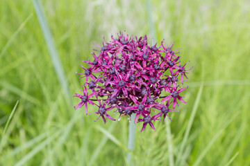 Purple color ornamental onion (Allium bulgaricum) in a botanical garden