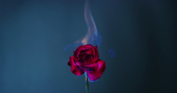 Slow Motion 60 fps Shot of a Red Rose Burning in Kuala Lumpur, Malaysia 