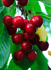 Cherries hanging on a cherry tree branch in garden.