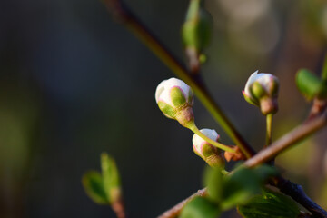 Kirschenknospen, Kirschpflaumenblüten im frühen Frühling im Abendlicht