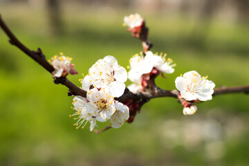 Spring flowering apricot tree, close-up