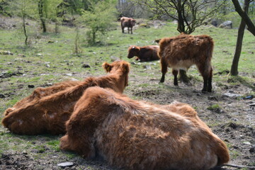 Cumbrian Cows in the Lake District overlooking windermere