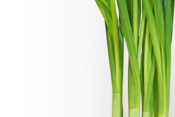 Obraz premium Green fresh daffodil stems and leaves on white background. Vertical plant leaves. Light green growing herb. Place for your text here. Blank for business card or banner.