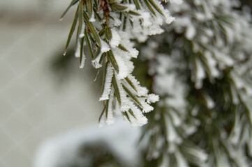 Close-up of a green branch of a snow-covered Christmas tree on a white blurred background