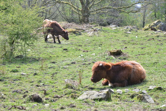 Cumbrian Cows in the Lake District overlooking windermere