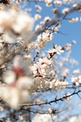  Vertical photo, spring flowering of apricots, peaches and sakura