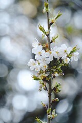 tree with white blossoms and light bokeh