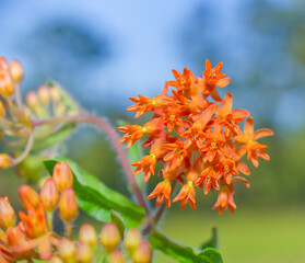 Asclepias tuberosa, the butterfly weed, is a species of milkweed native to eastern and southwestern North America - green grass blue sky orange bloom - host plant for monarch and queen butterfly
