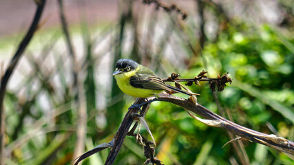 little yellow bird
