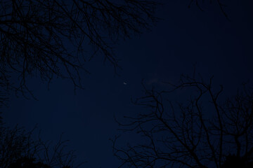 Night sky with a moon on the background of trees. Night Forest