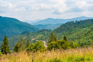 Obraz premium Close-up bright lilac flowers on top hill feed beautiful mountain landscape overgrown coniferous trees, thick sunken sky clouds.