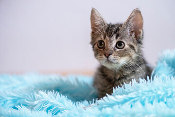 Junge getigerte Hauskatze