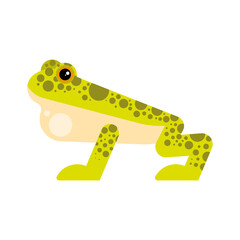 cute frog amphibian