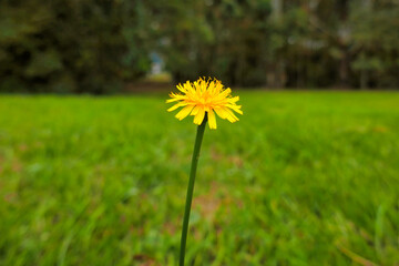small yellow flower
