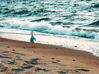 surfer on the beach