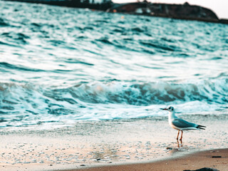 seagull on the beach